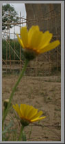 Un giardino nel giardino